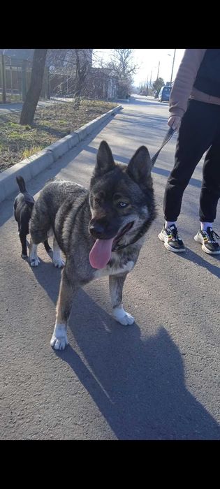 Отдам в хорошие руки!)