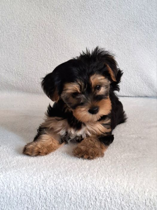 Yorkshire Terrier suczka