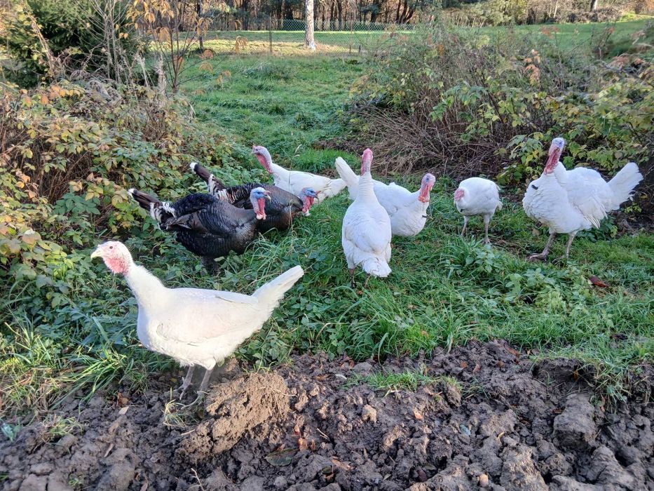 Jaja indycze jaja indycze