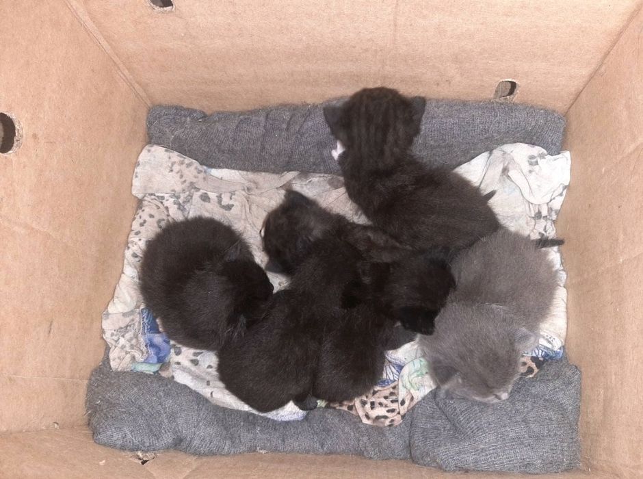 Віддам кошенят в добрі руки