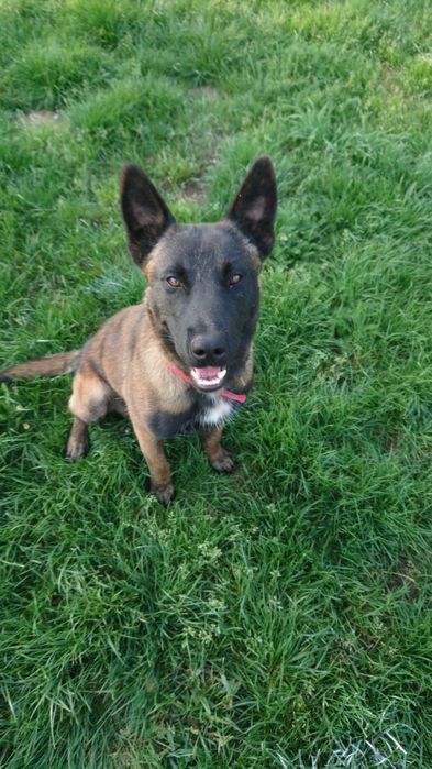 Owczarek belgijski Malinois - suczka