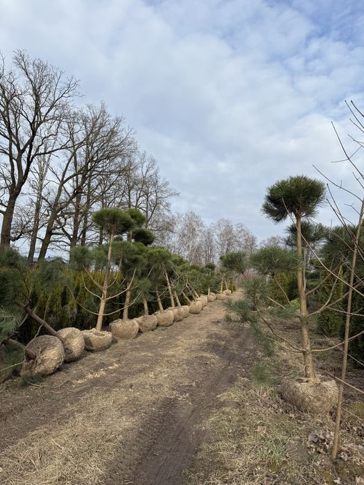 Bonsai Sosna czarna formowana 3m
