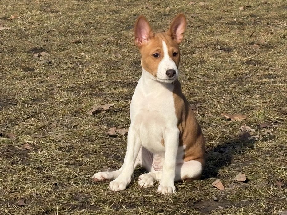 Suczka basenji ze Szczecina