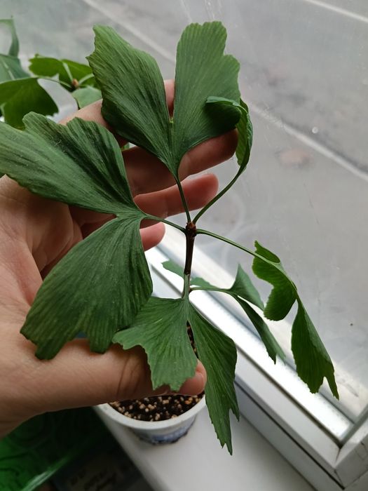 Гінгко дволопатеве саджанці, gingko, гинко дерево