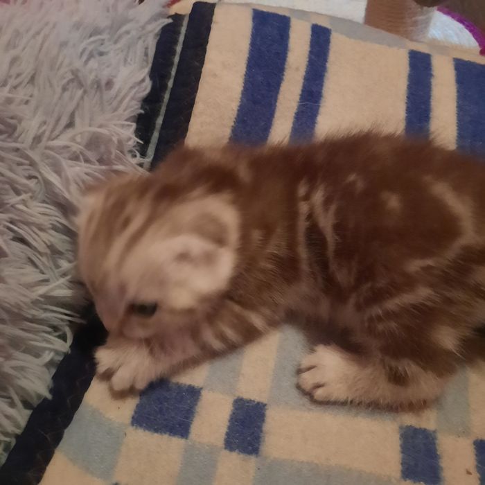 Шотландське вісловухе кошеня