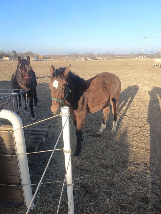 Sprzedam klacz 13 miesiecy