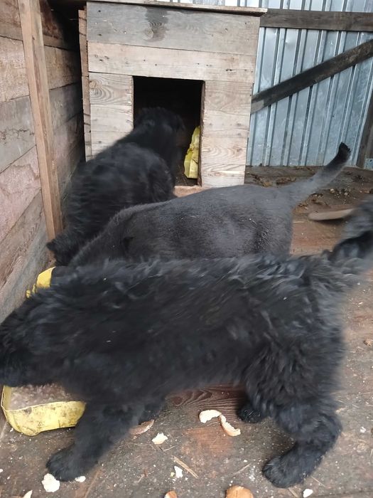 Цуценята безкоштовно