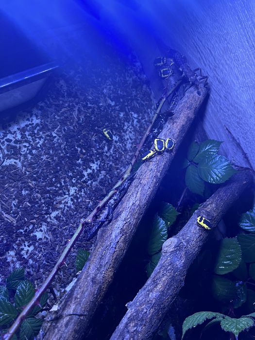 Straszyki nowogwinejskie