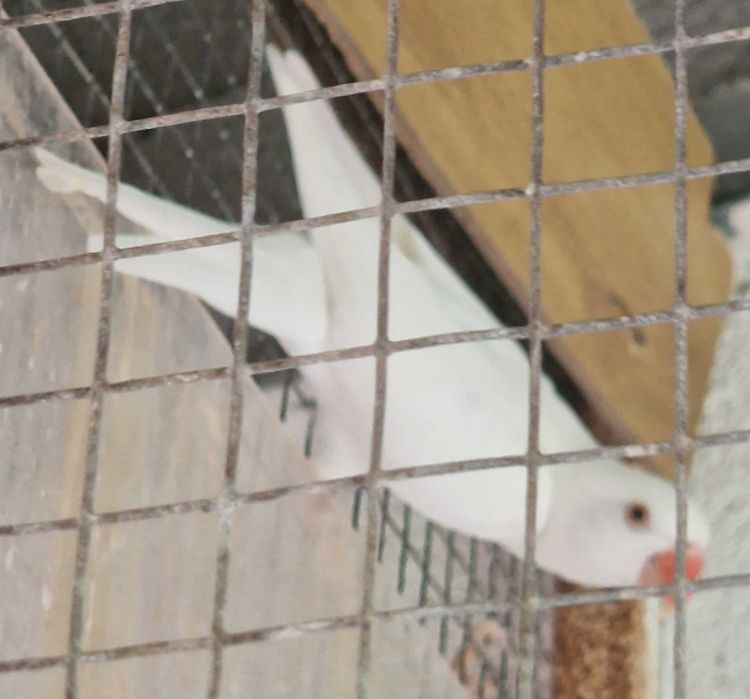 Ringnecks para cedência.