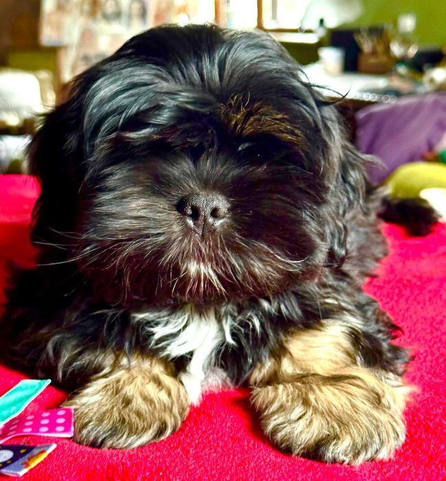 Śliczne szczenię rodowodowe lhasa apso ZKwP/FCI