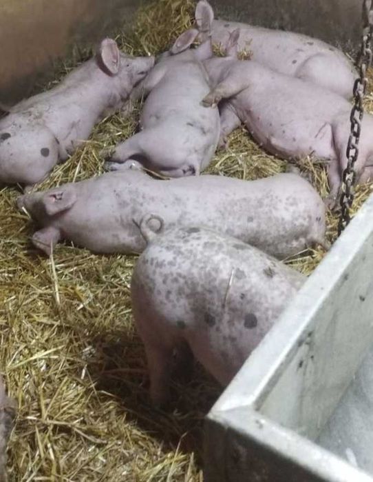 Продам малі поросята 20+