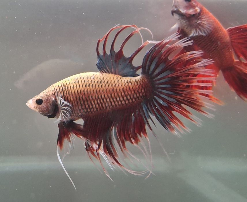Machos peixe Betta 5€