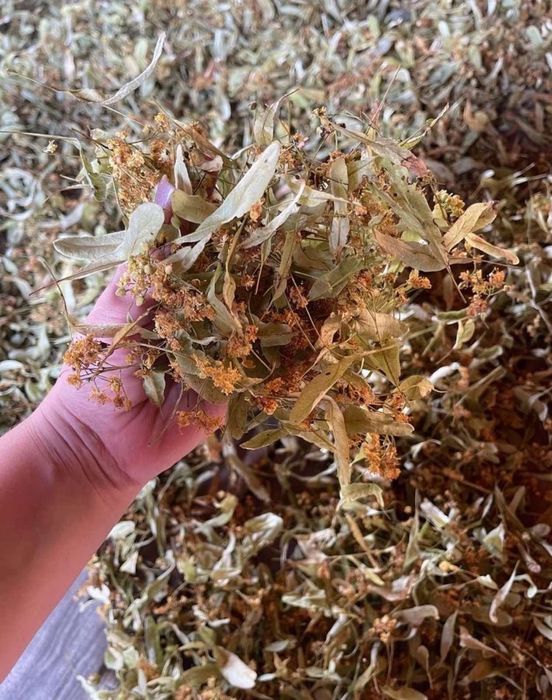 продам цвіт  липи і бузини є об'єм