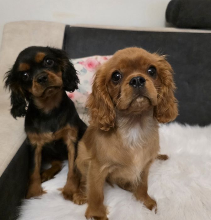 Samczyk Cavalier King Charles Spaniel