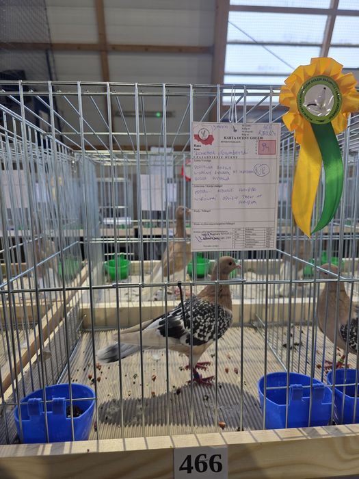 Sprzedam skowronki norymberskie