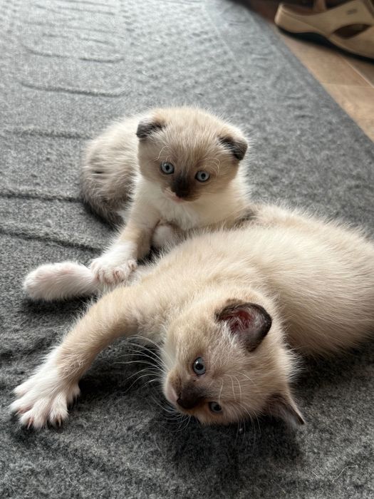 Котята у турботливу родину