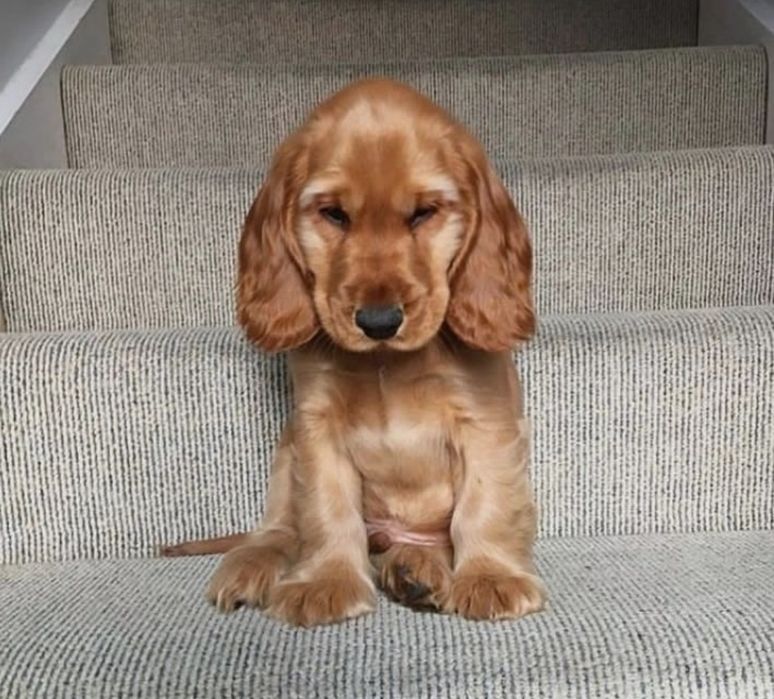 Є хлопчики і дівчатка чистокровні здорові активні грайливі та красиві