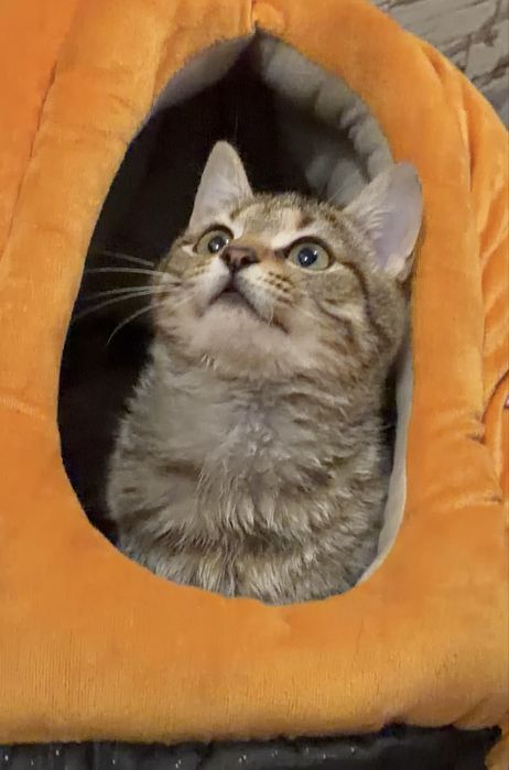 Віддам у добрі руки