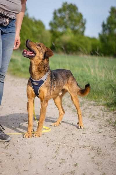 Łagodny nieduży Feluś szuka domku