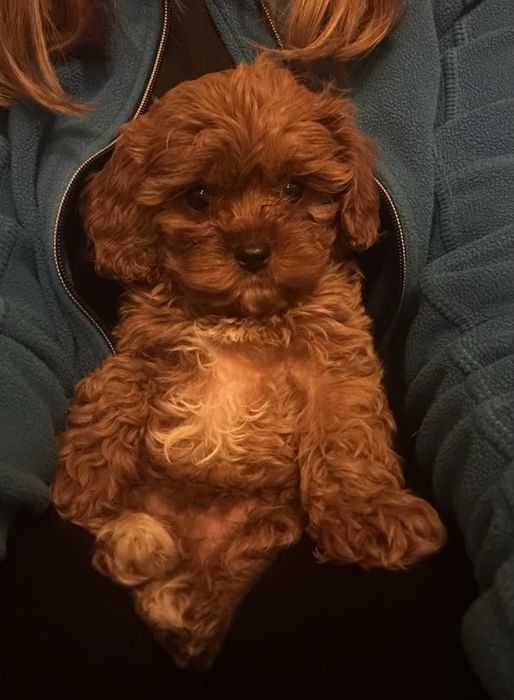 Cavapoo suczka .gotowa do  odbioru
