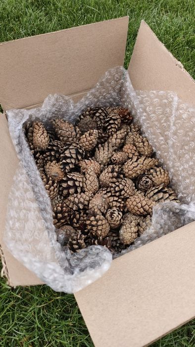 Naturalne szyszki mix box