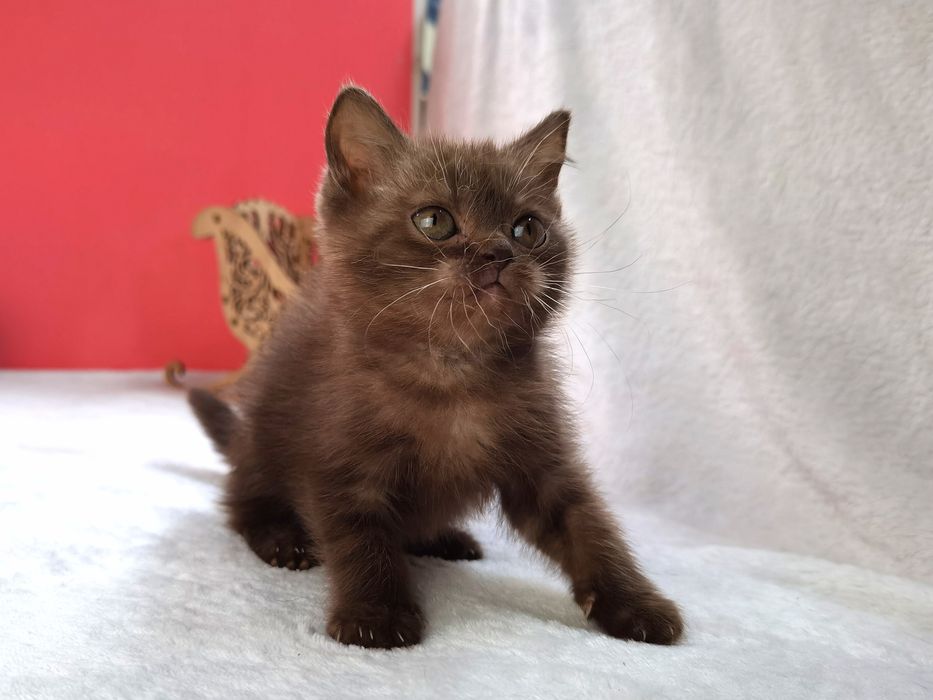 Шоколадна кішечка з документами