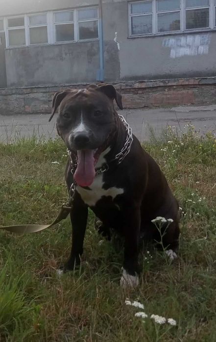 Наречена Амстафф дівчинка чекає на нього. перша в'язка.