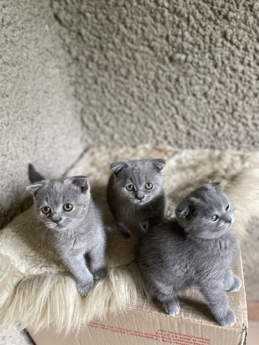 Шотландские вислоухие котята