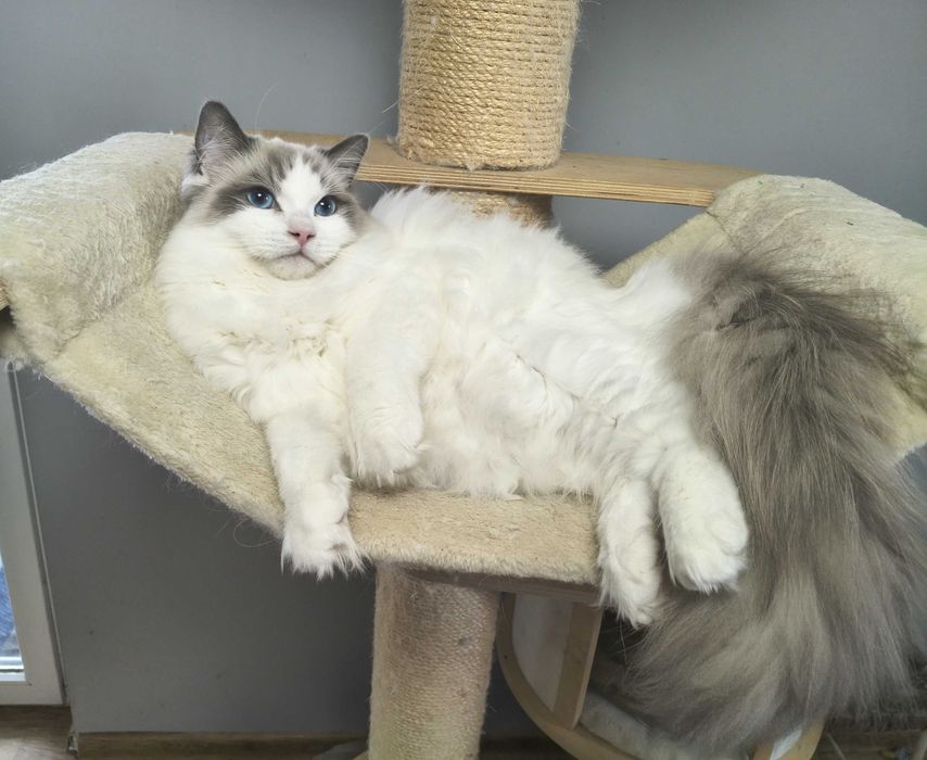 Nieustraszone Uosobienie Elegancji Ragdoll Seal Bicolour | PZF, WCF