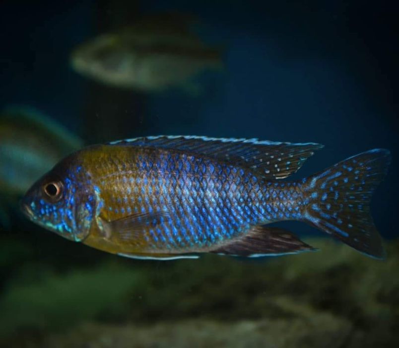 Ciclideos lago Malawi - varias especies