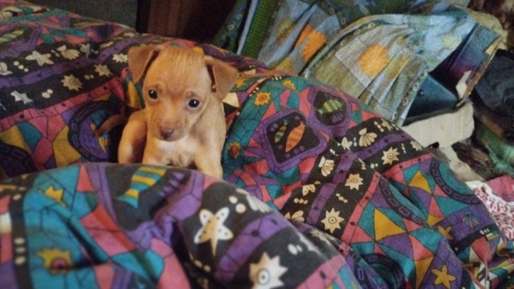 Цуценята Той-тер'єр