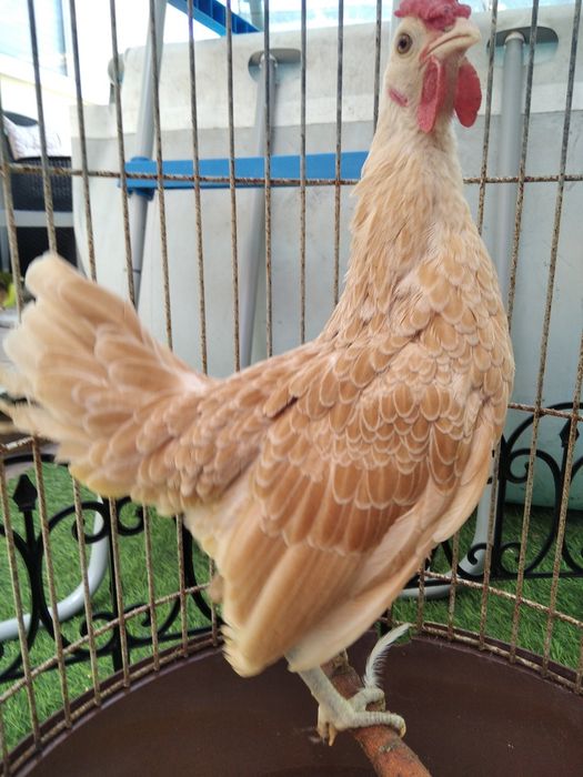 Garnizos machos Sebright e Phoenix