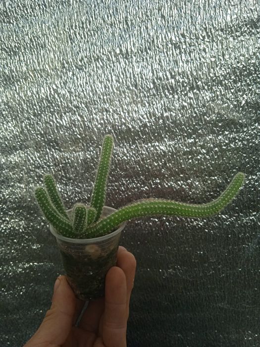 Кактус хамецереус сенрайс