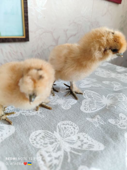 Курчата КШ 130 грн 3 доби  Китайська Шовкова