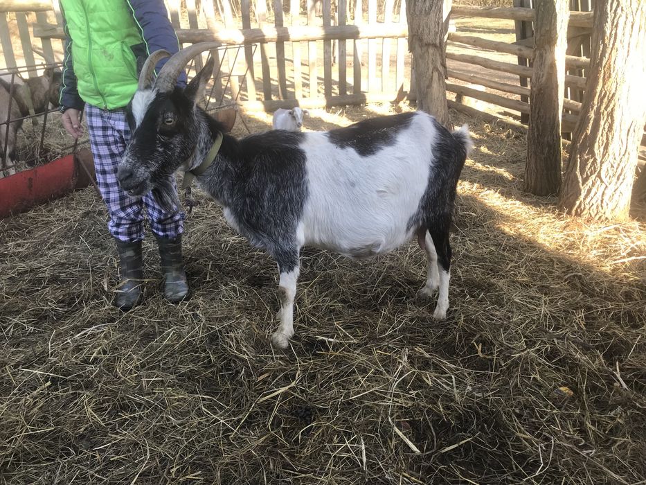 Молочна коза.