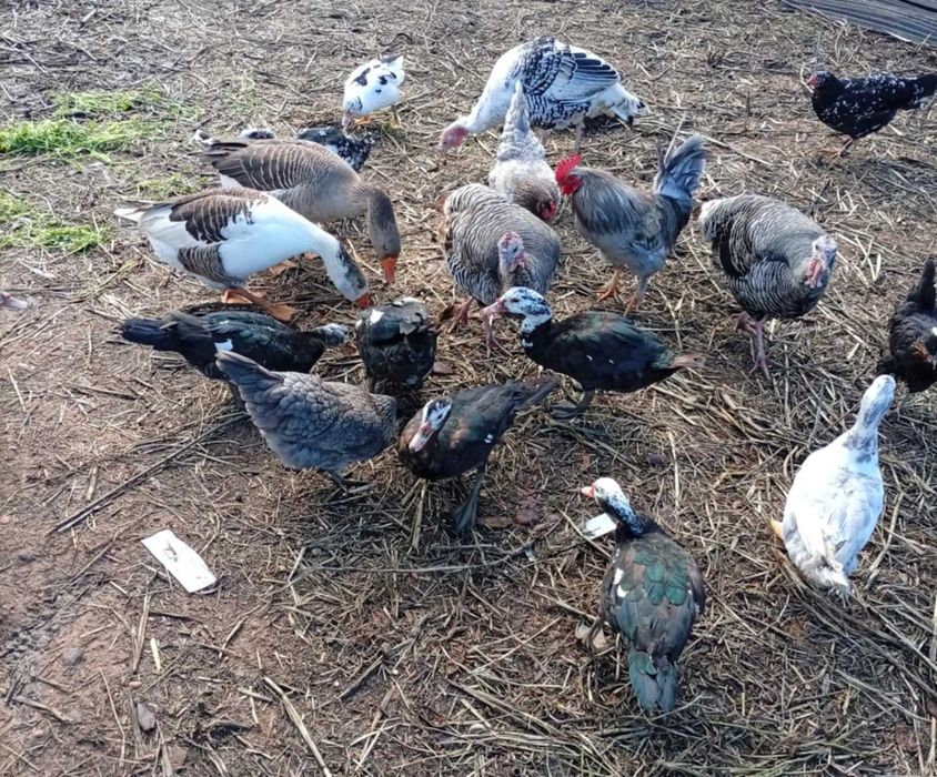 Vendo casal de patos mudos