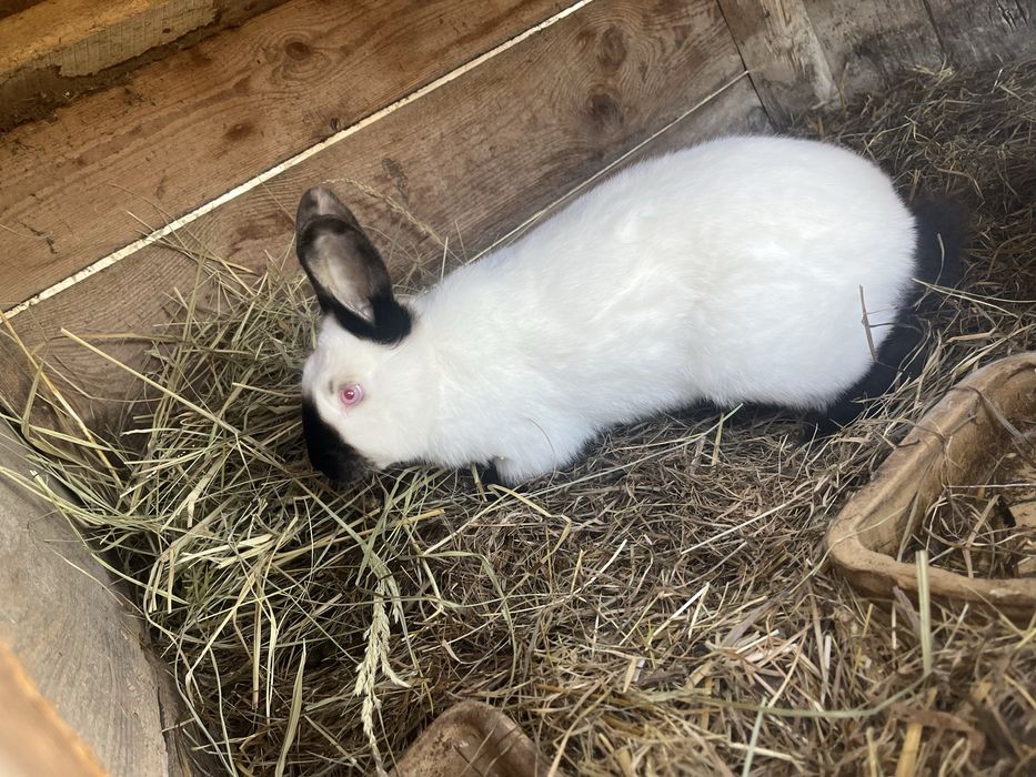 Samczyk KalifornijskiCzarny