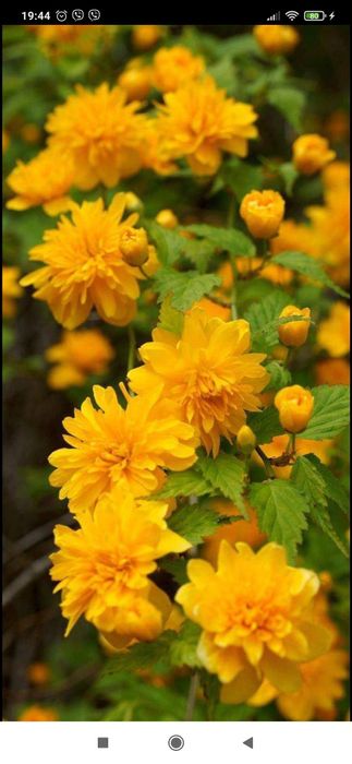 Квітучий кущ махрової керії