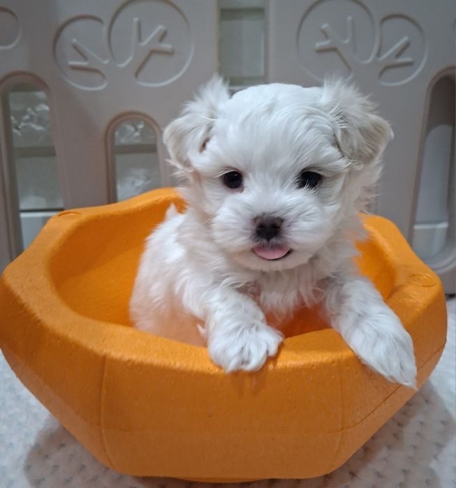 Piesek rasy maltańczyk