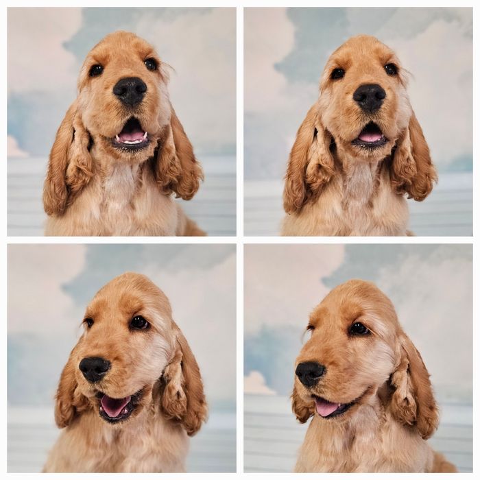 Cocker Spaniel Angielski ZKwP/ FCI