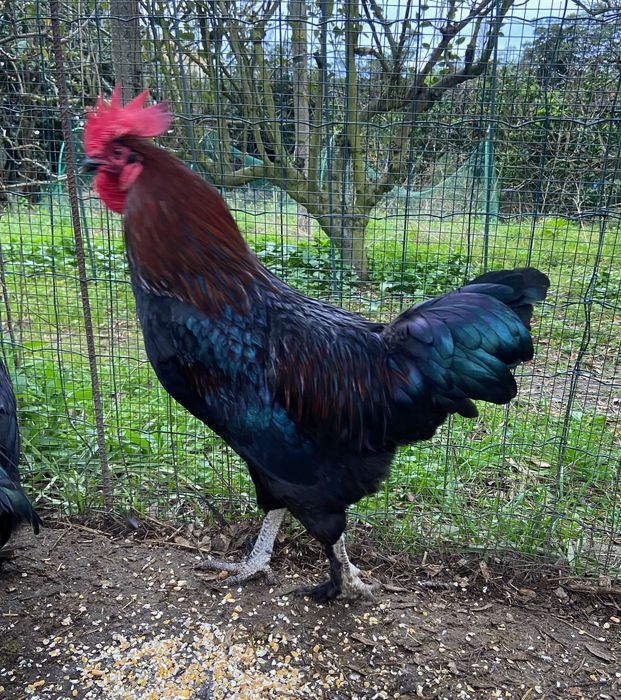 Galos Marans lindos para criação