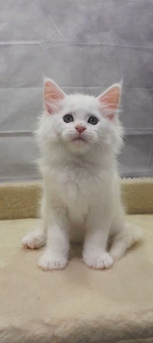 Мейн Кун — котик, що дарує спокій і тепло