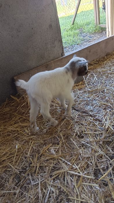 Cabritinho anão para venda