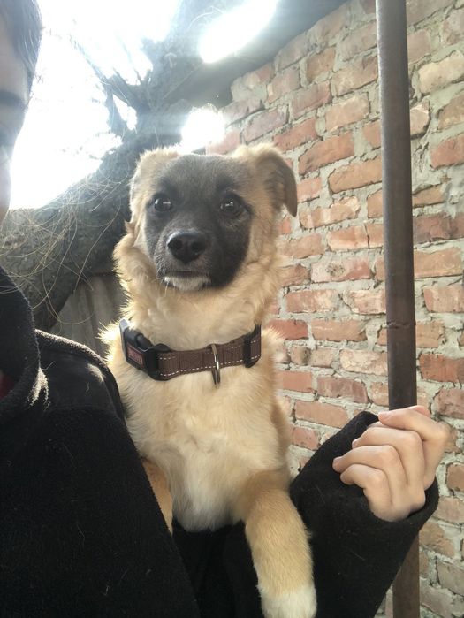 Пристраивается бесплатно в добрые ручки