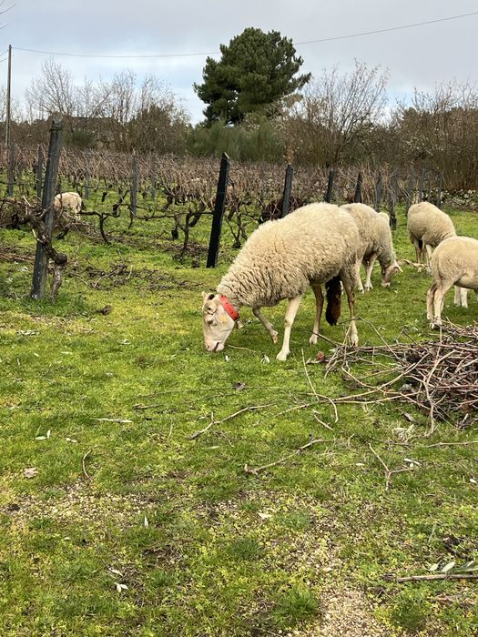 Ovelha bordaleira nova