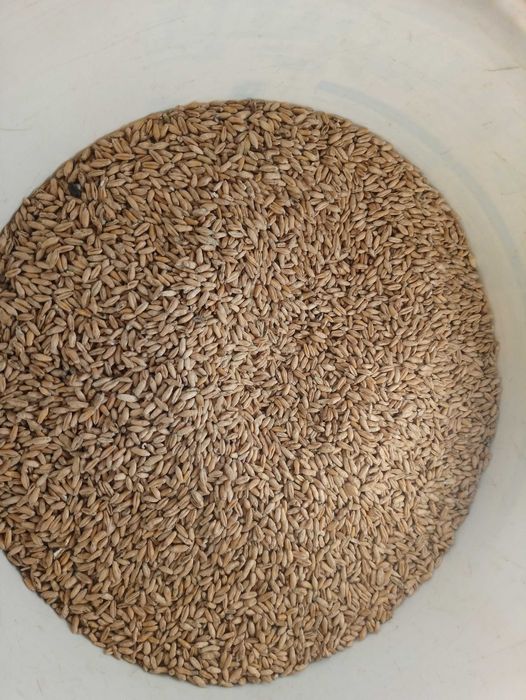 Pszenżyto Jare Dublet