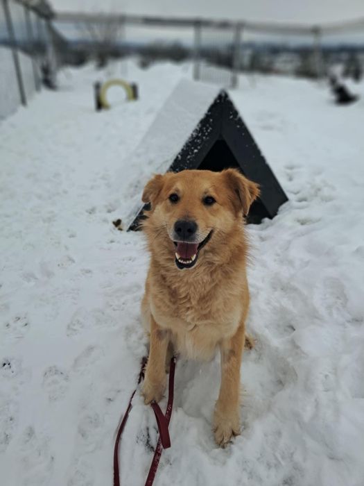 Piękność ze złamanym sercem do adopcji!