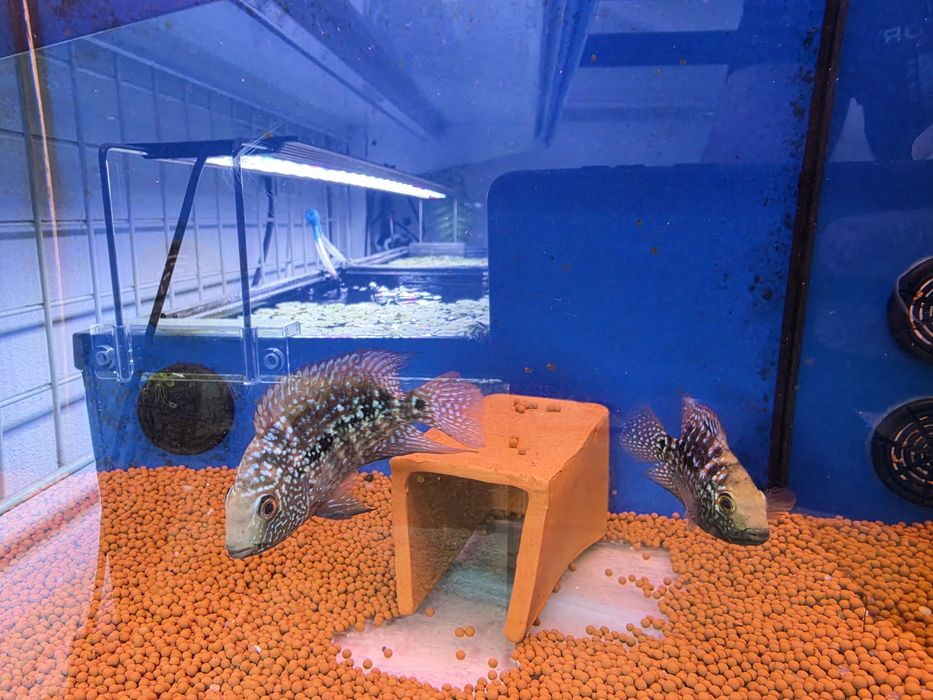 Herichthys Cyanoguttatus