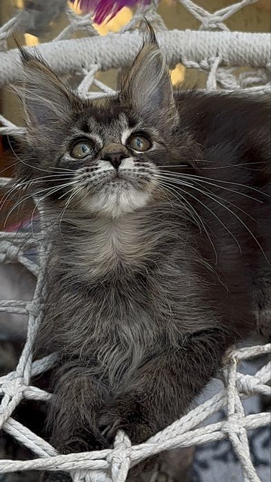 Sprzedam kociaka rasy Maine Coon