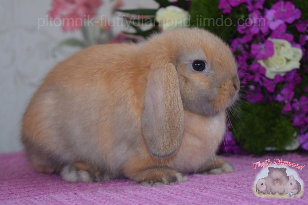 Висловухі кролики редкісного забарвлення! Кролик з розплідника!